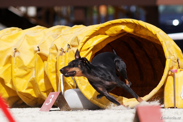 200904-agility-budejovice-81539[1].jpg